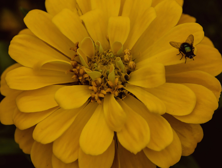 Bee on Zinnia