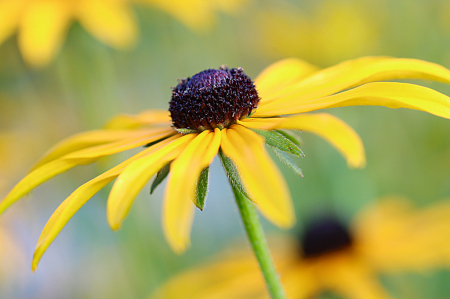 Black Eyed Susan