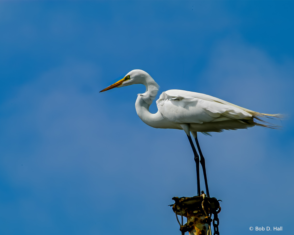 Top Of The Mast