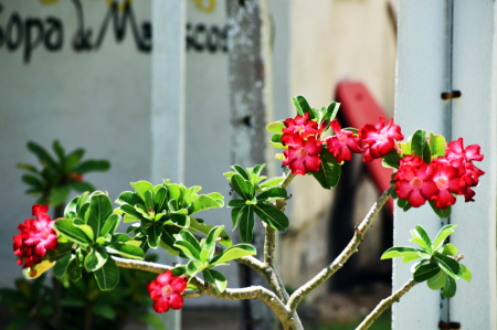 A PLANT WITH FLOWERS