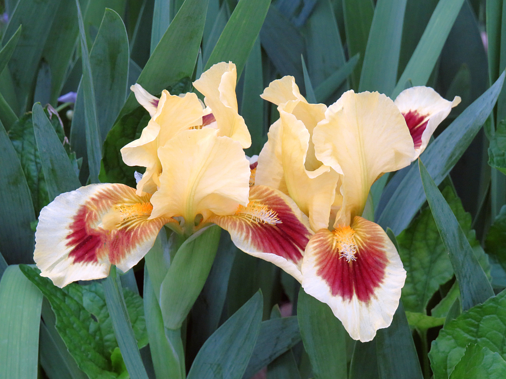 A Pair Of Irises