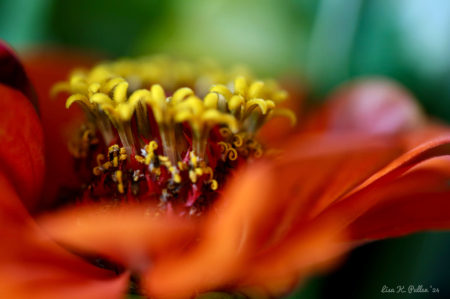 Petals and Florets