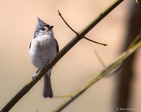 Tufted Titmouse