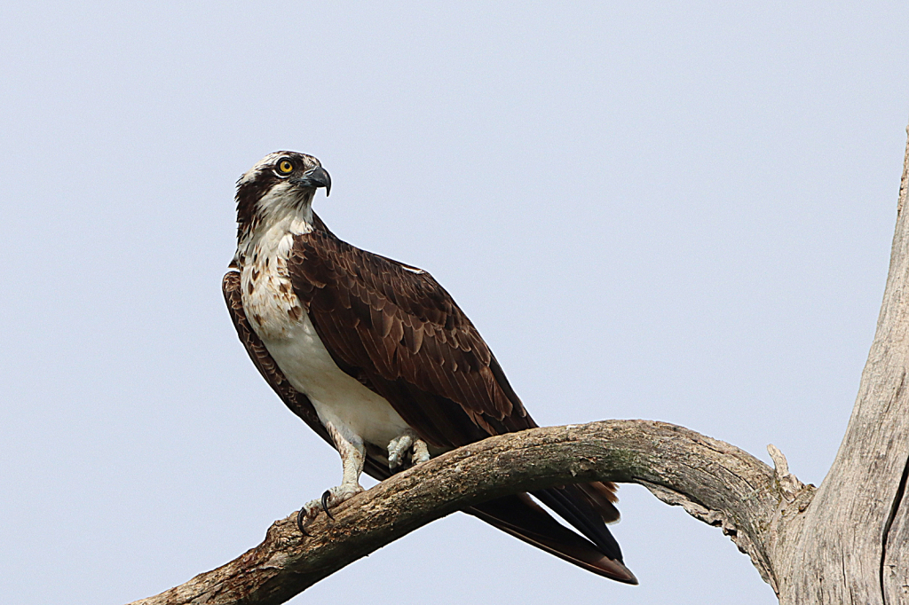 Osprey