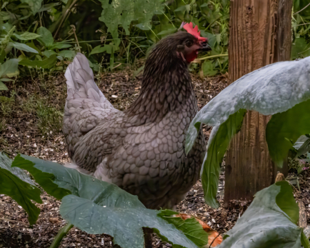 Chicken In The Pumpkin Patch