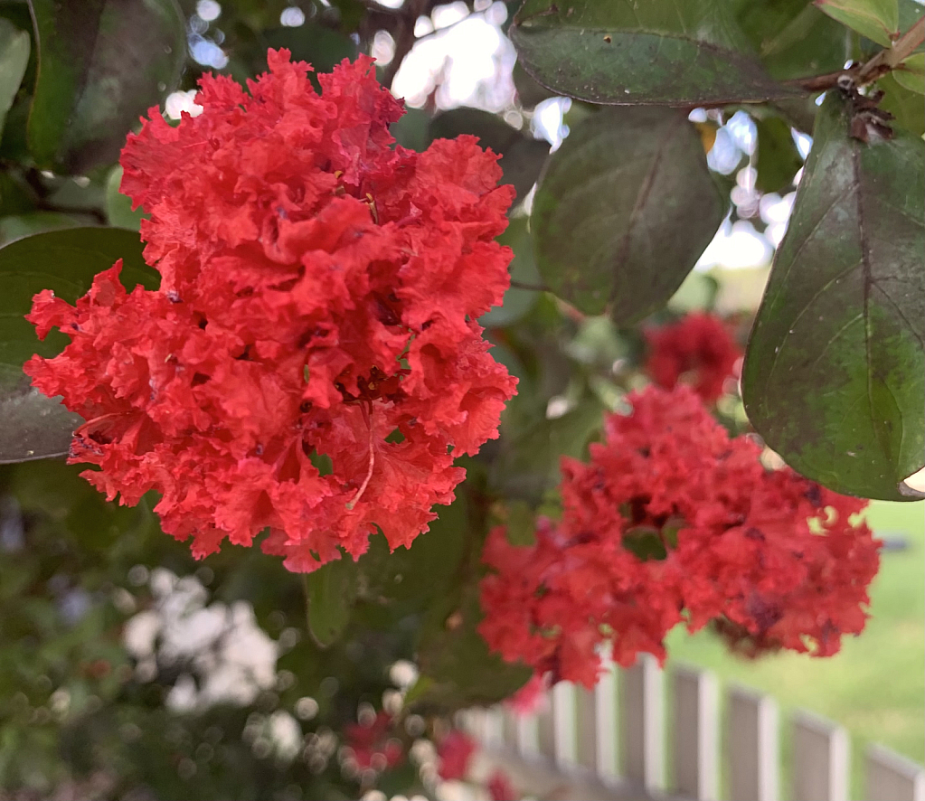 crepe myrtle