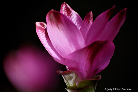 the amazing tumeric blossom.....