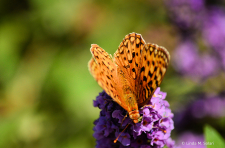 Zerene Fritillary Butterfly