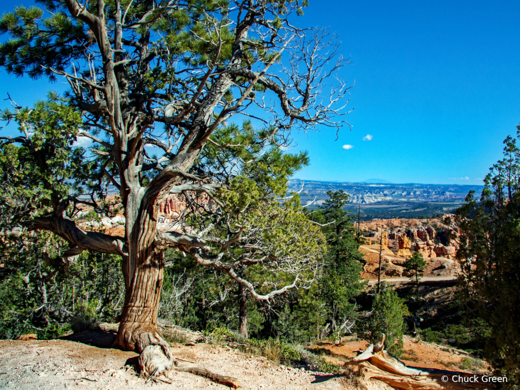 Gnarly Tree