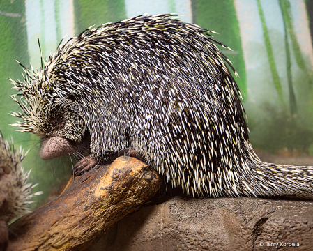 Prehensile Tailed Porcupine