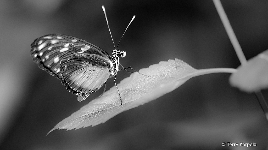 Butterfly B&W