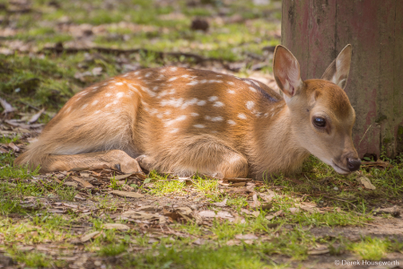 Sika Deer