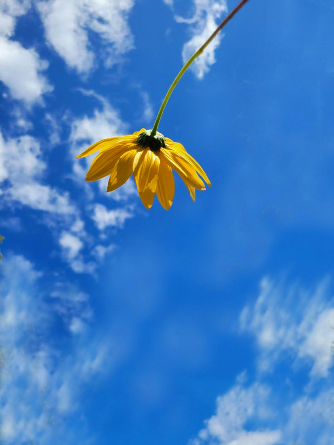 Flower and Sky