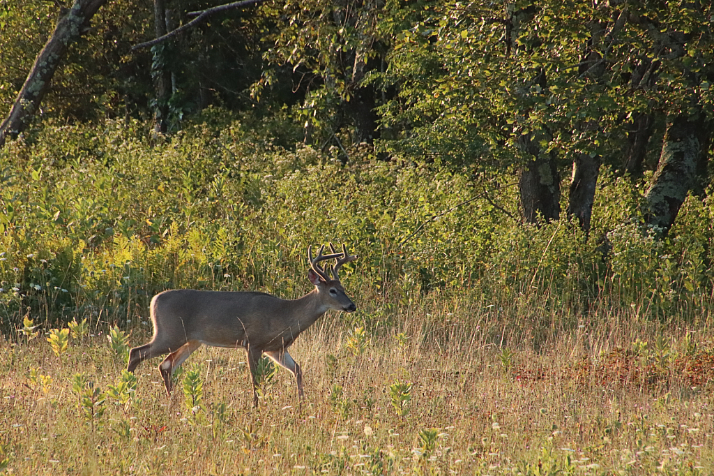 Buck in the Meadow