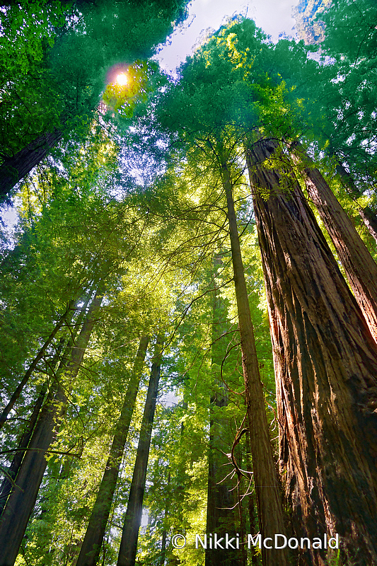 Looking Up at Giants