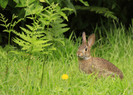 Bunny