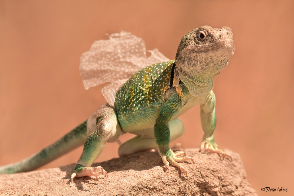 Collared Lizard shedding.