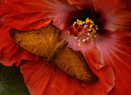 Orange Butterfly