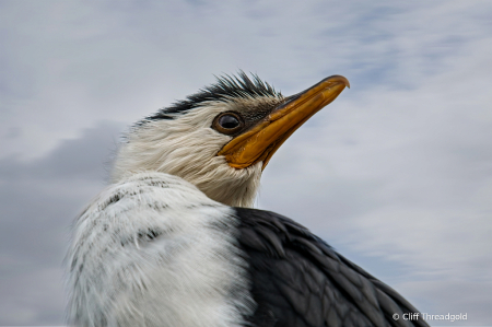 Pied Shag