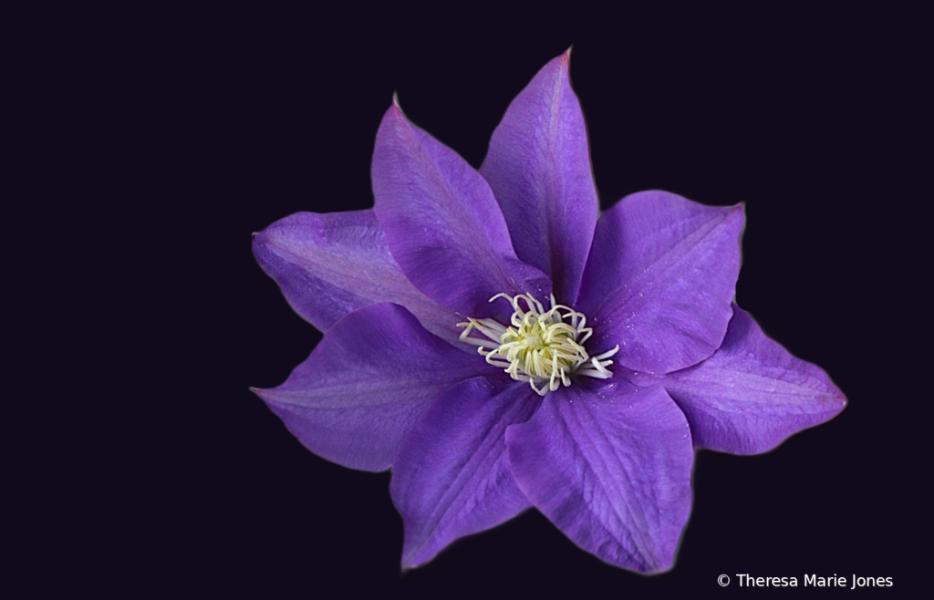 Clematis