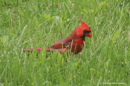 Mr. Red in Green