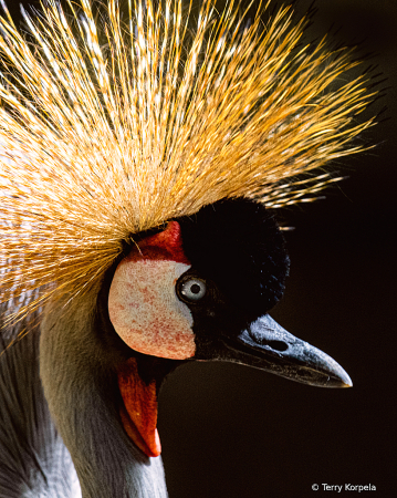 East-African Grey-crowned Crane