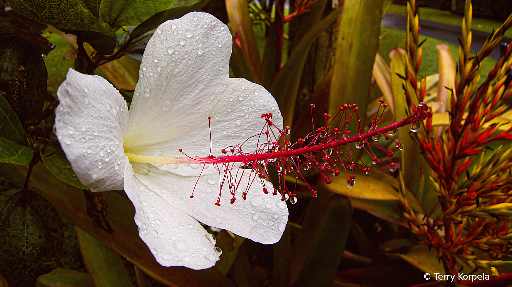 Hilo Botanical Garden