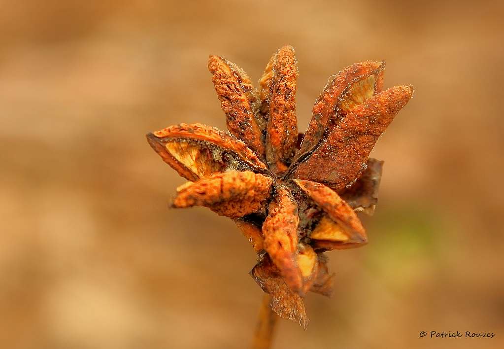 Seedpods