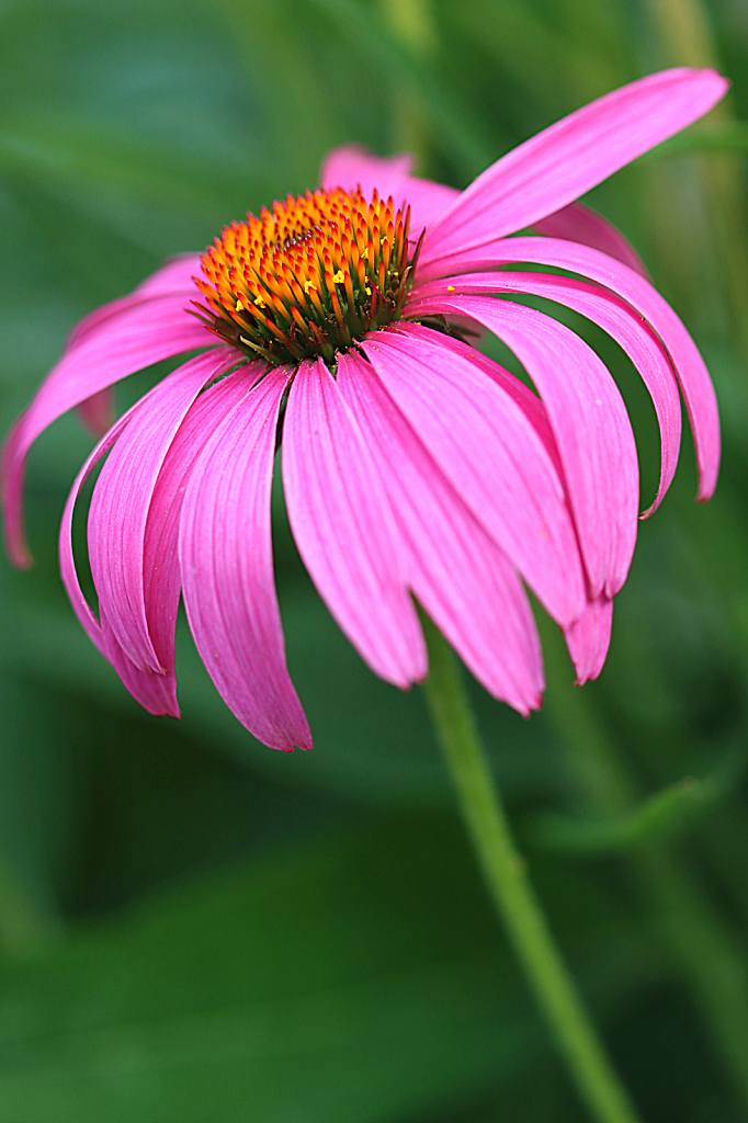 Coneflower