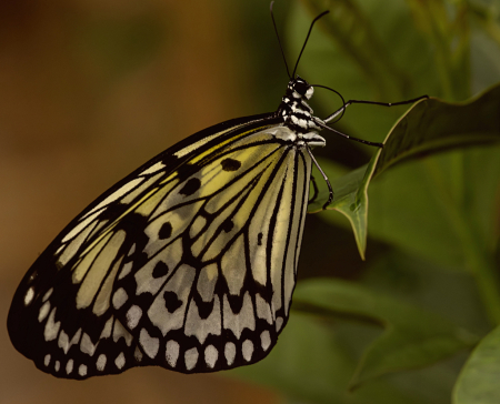 Paperkite on Leaf