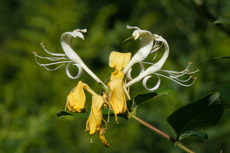 Honeysuckle