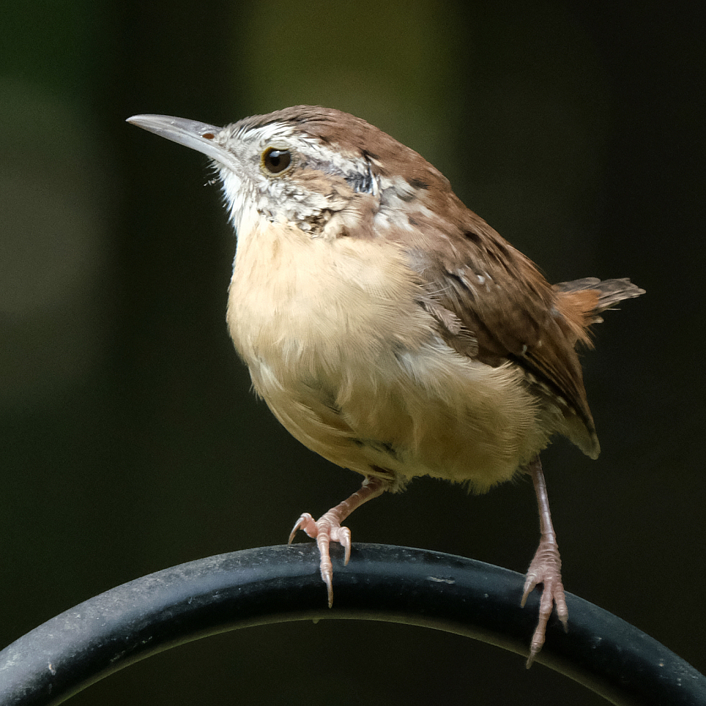 Carolina Wren