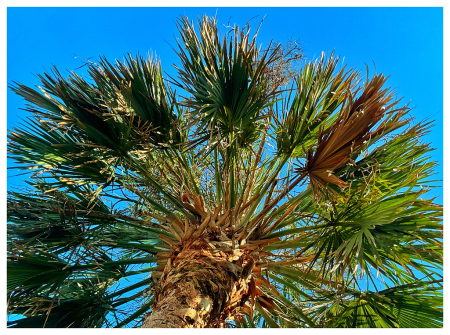 Looking up in our front yard. 