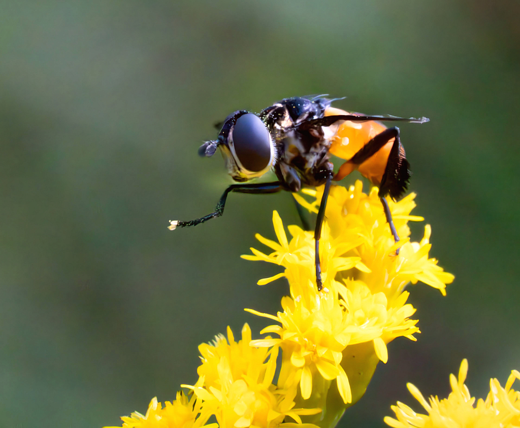 Little Bee Grooming his Little Knee