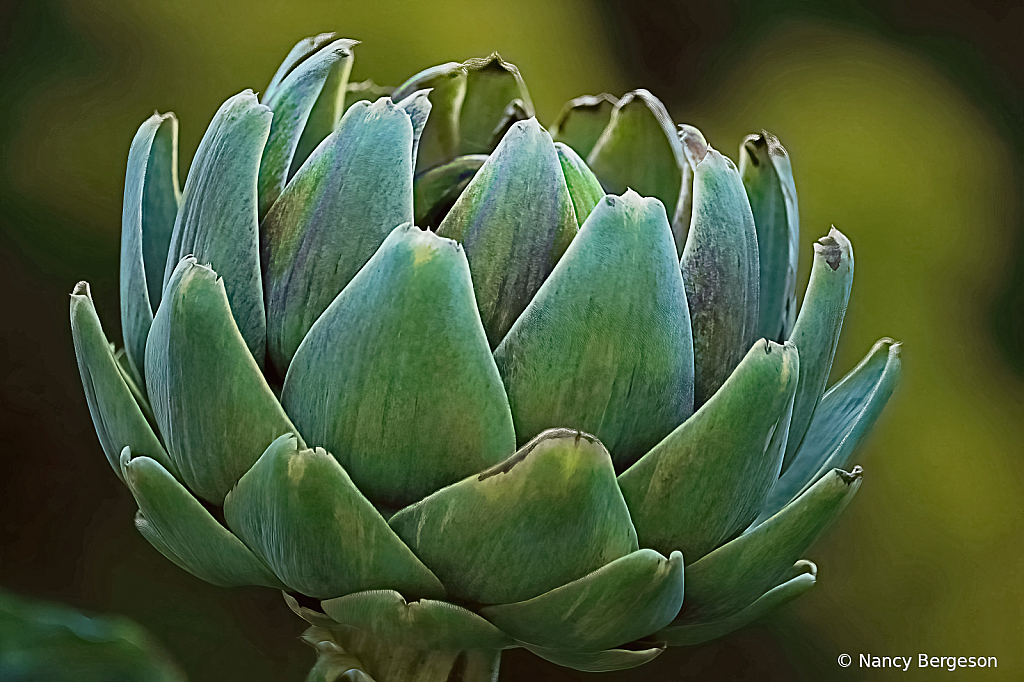 Artichoke