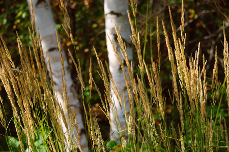 Native Grasses and birches