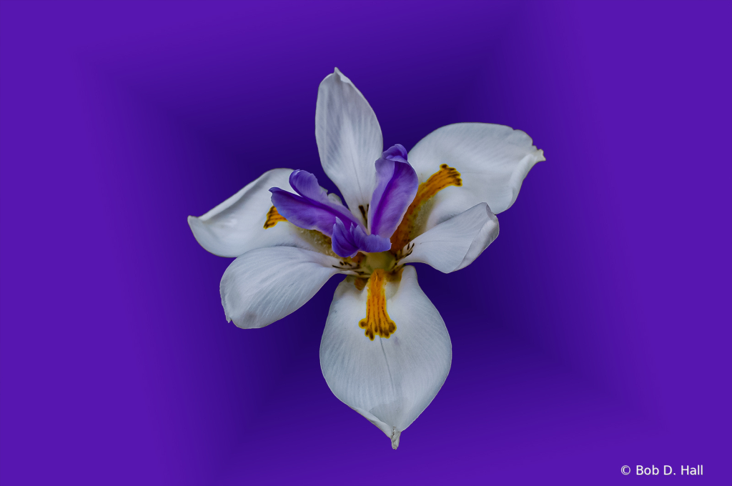 Fairy Iris