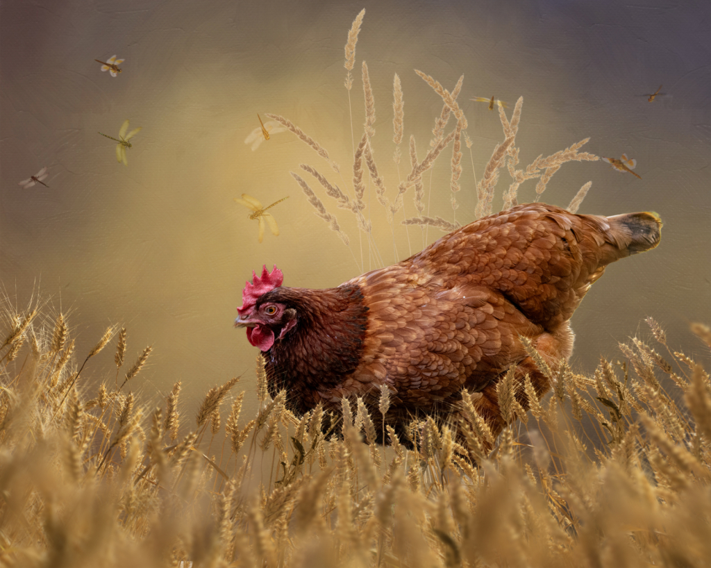 Wandering Chicken