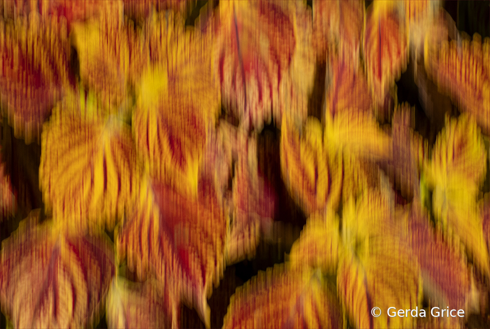 Autumn Coloured Coleus with ICM