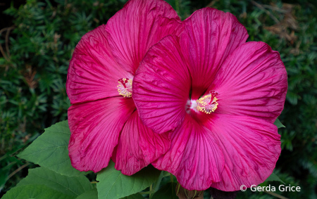 Twin Pink HibiscusFlowers