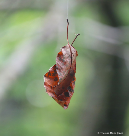 Autumn Leaves