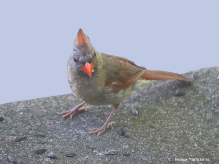 Female Cardinal Eating