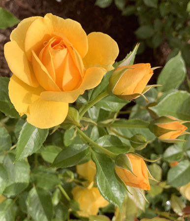 yellow roses, for friendship 