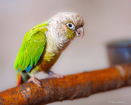 Small Parrot