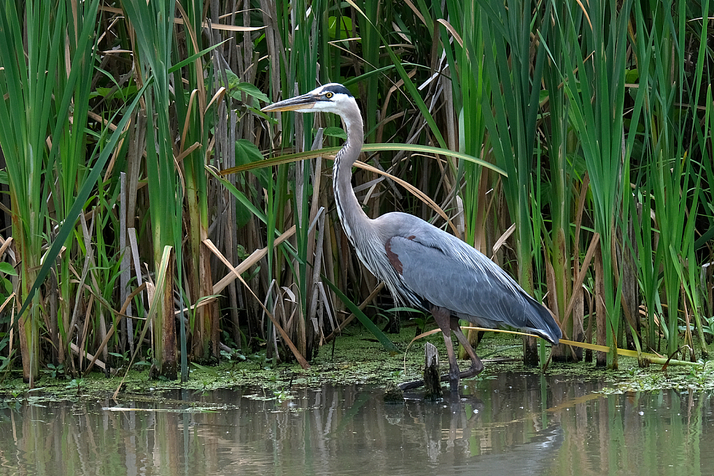 Great Blue Herron