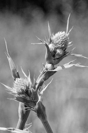 Rattlesnake Master