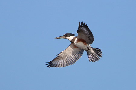 Belted Kingfisher