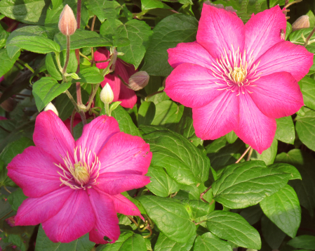 Clematis