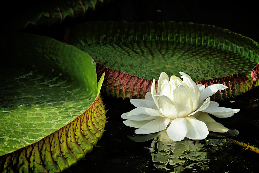 Amazon Water Lily