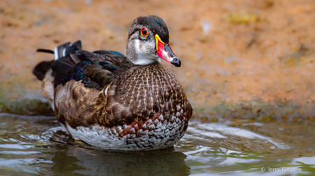 American Wood Duck (Eclipse)